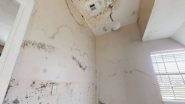 Biohazard Mold Removal in Irvington, NY